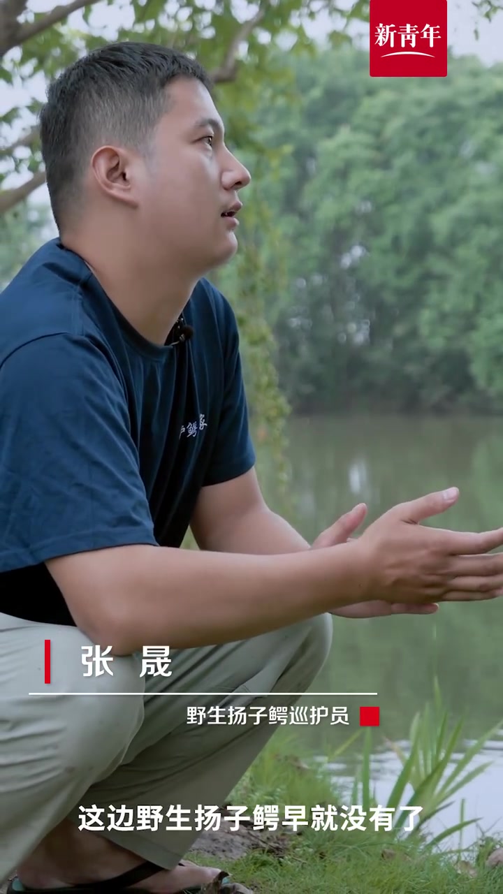【这条野生扬子鳄能听懂我的话】听到鳄鱼,你的反应是什么?他每天和野生鳄鱼朝夕相处,养鳄鱼就