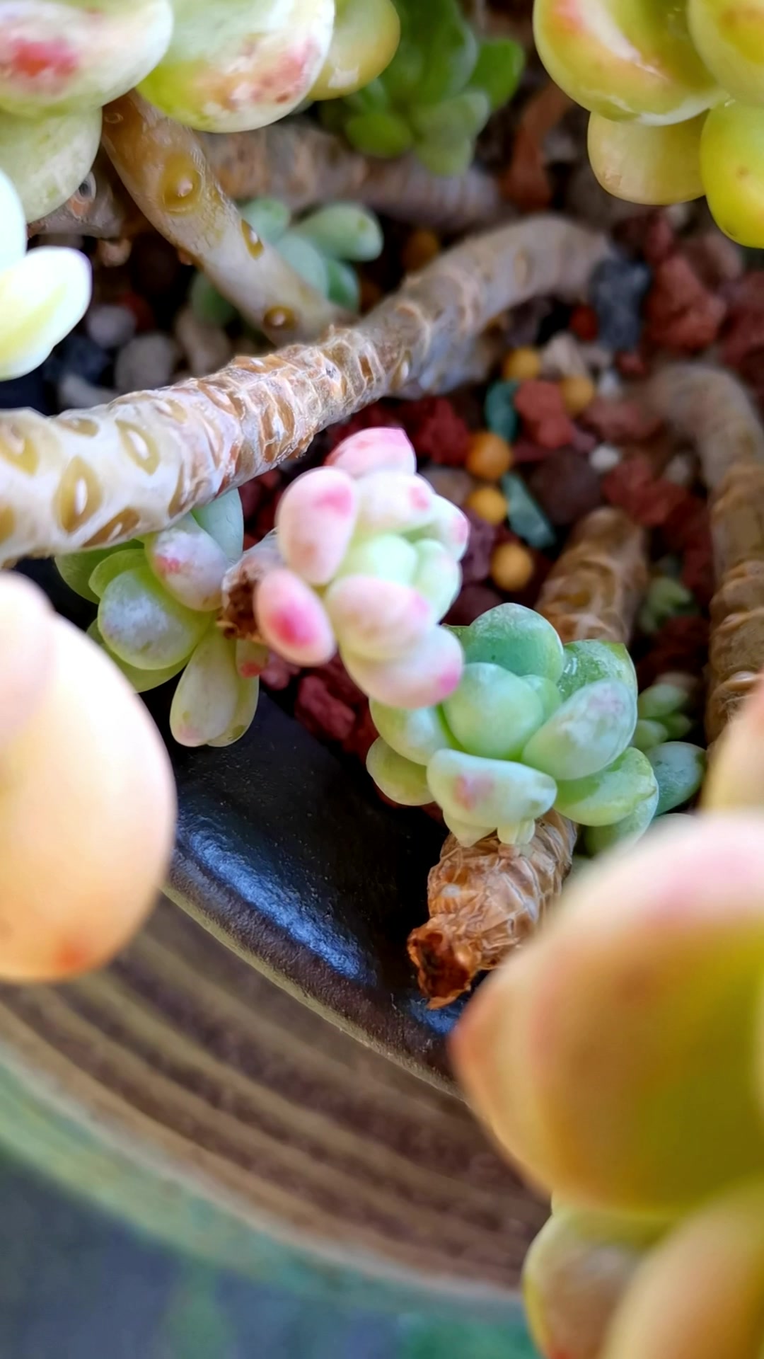 劳尔和凝脂莲有什么区别,很有争议的凝脂莲