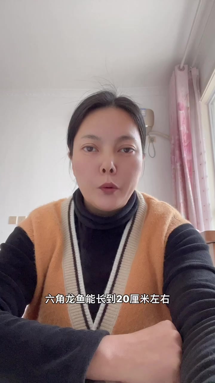 六角龙鱼能长多大。