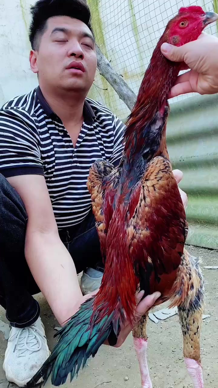 老虎毛斗鸡很不错进来看看