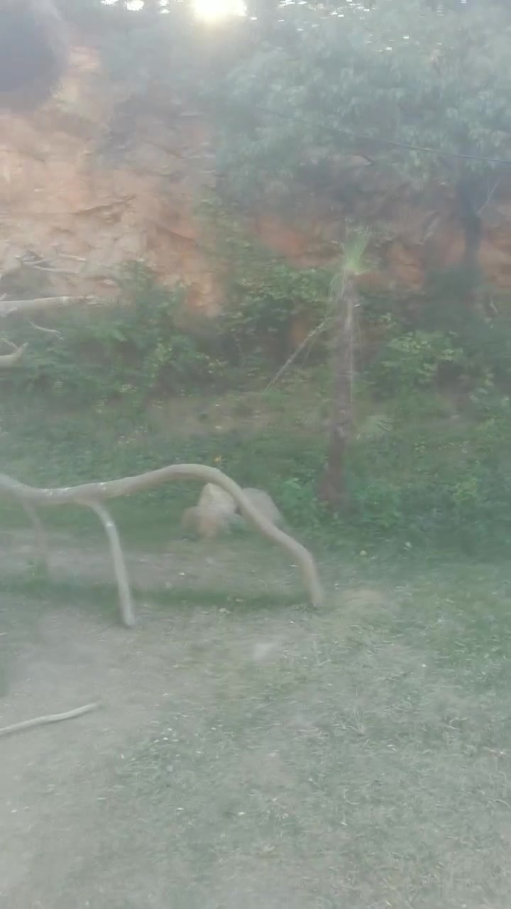 动物园的各种鹦鹉