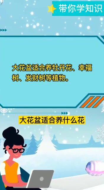 大花盆适合养什么花