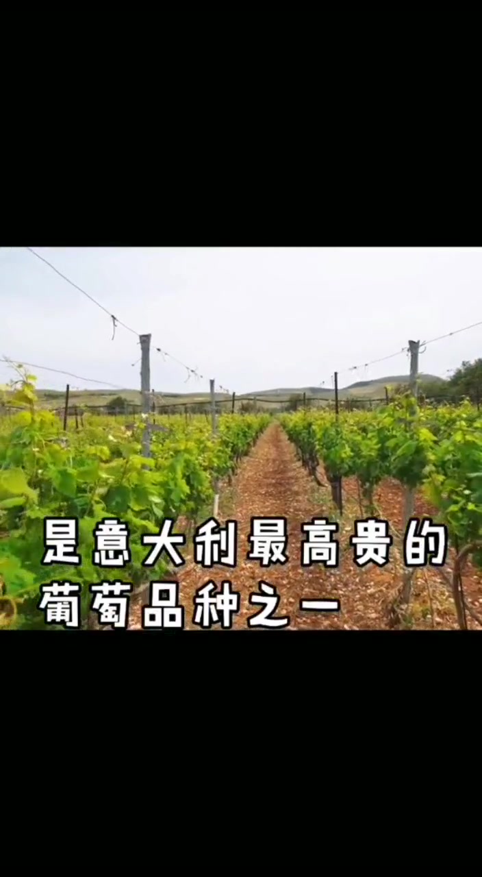 你最爱喝的是哪款葡萄酒呢