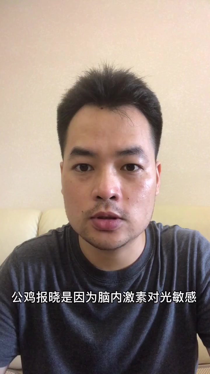 公鸡为什么会报晓?