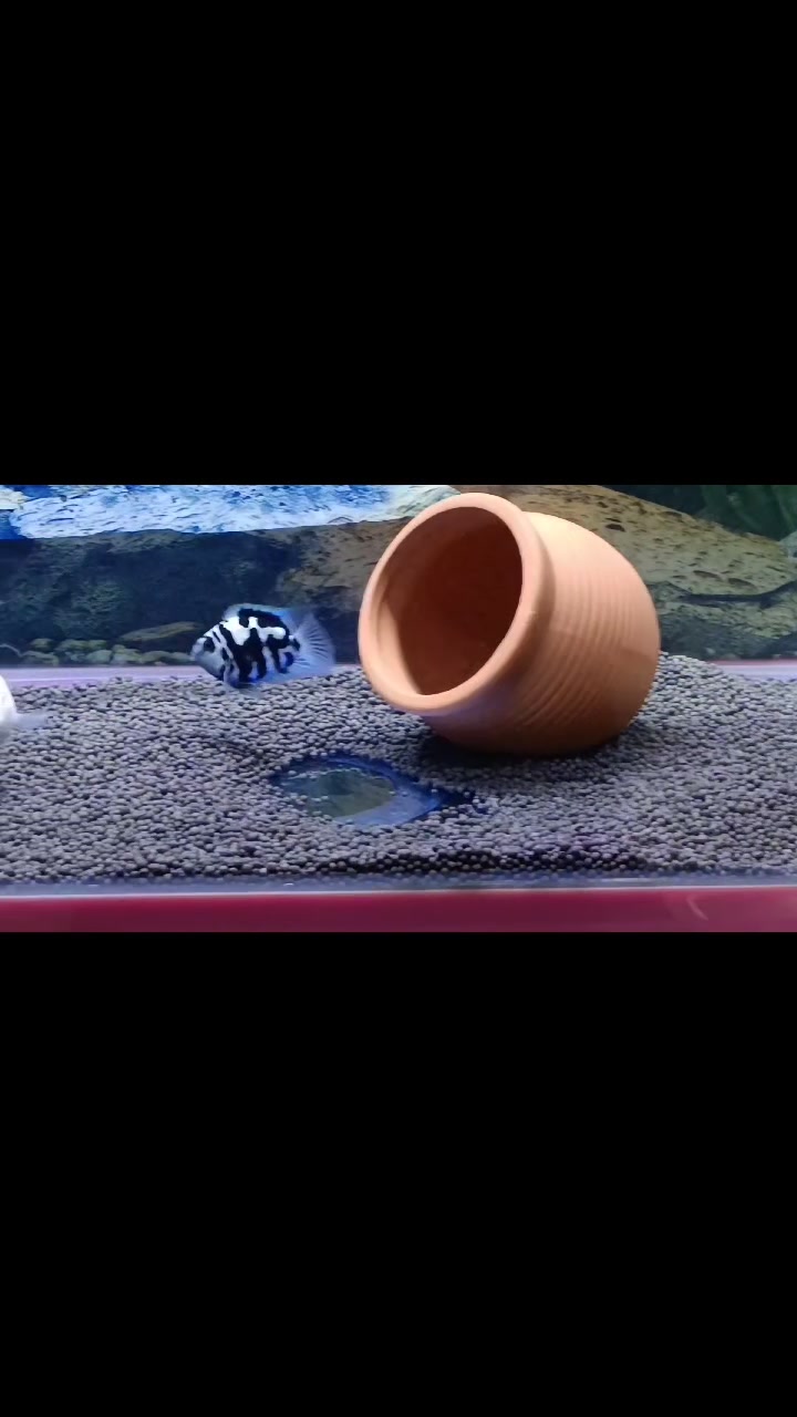 看见我家的鱼宝宝了