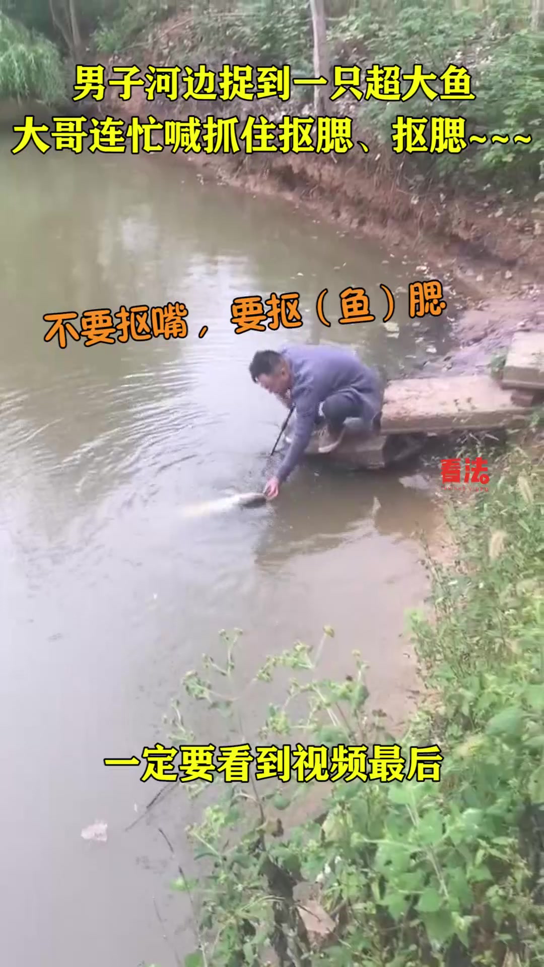 安徽一大哥在河边捞起一条超大鱼,结果捞鱼过程引人爆笑