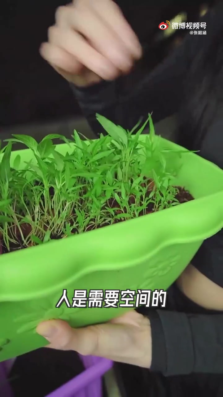 种菜小白的第二篇更新来了 上一篇发布种菜的Vlog后,收到了很多“菜友”真诚的建议。 早上