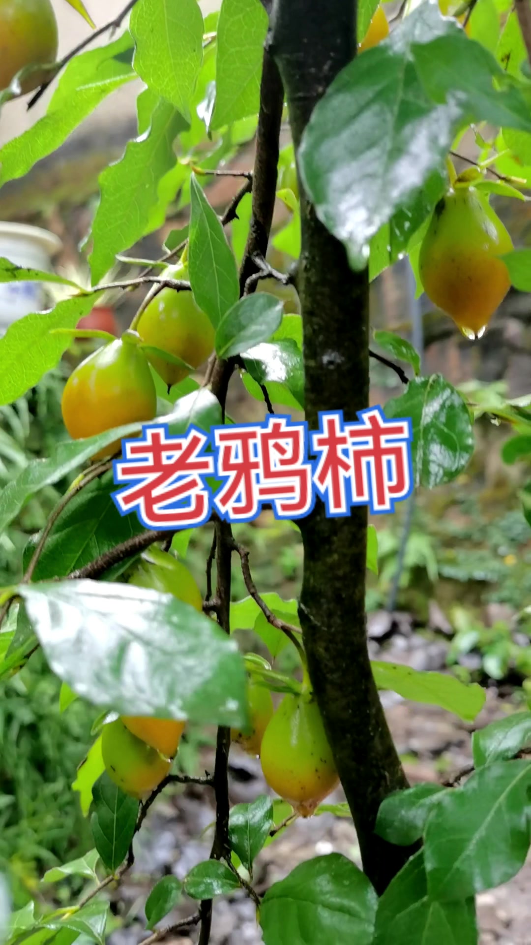 老鸦柿丰果自留品种太美了