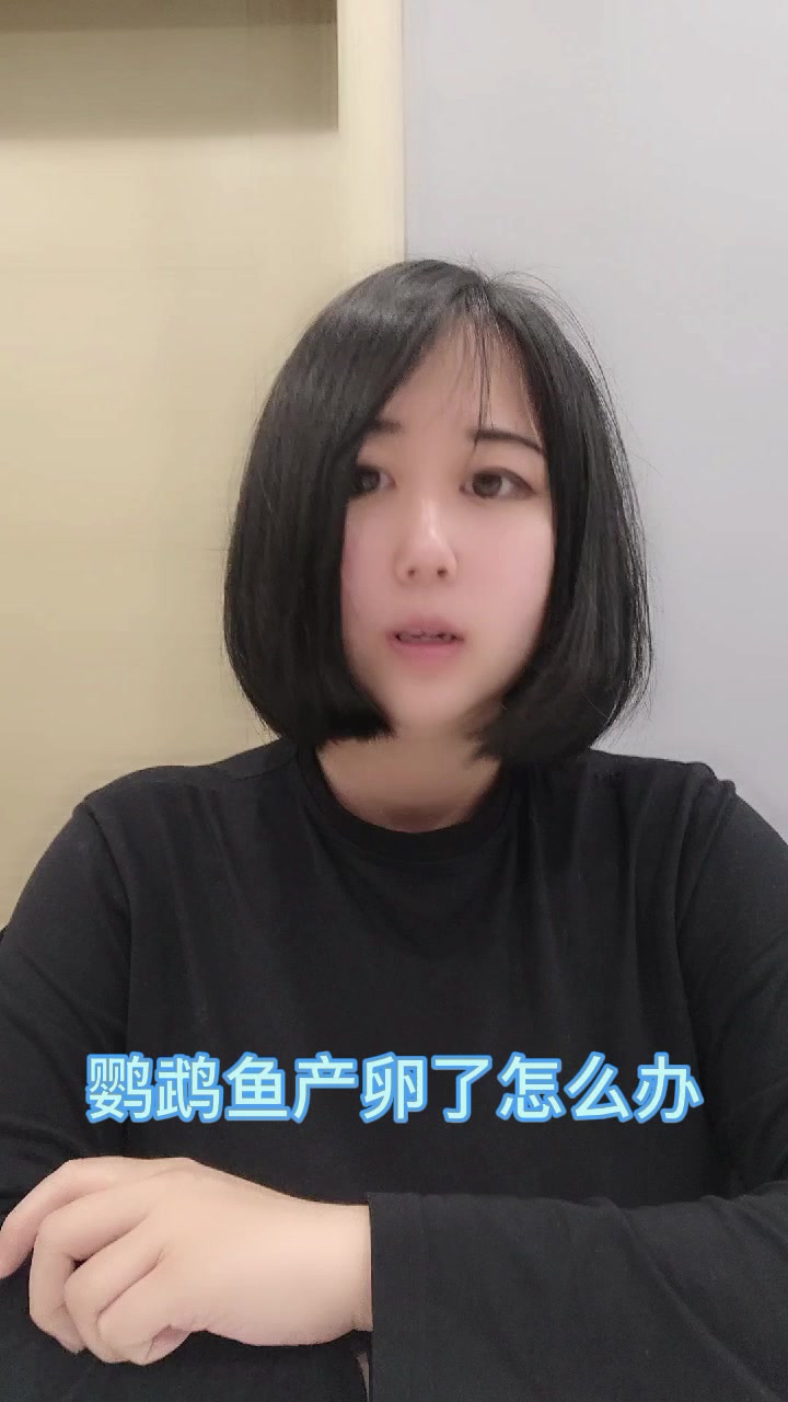 鹦鹉鱼产卵了怎么办