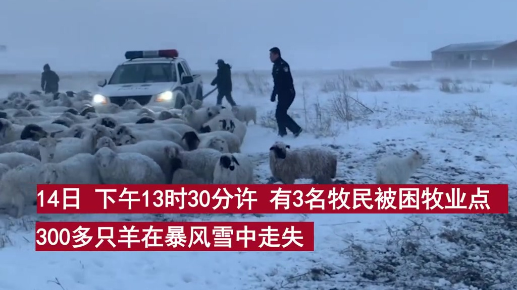 【民警暴风雪中6小时救出300多只羊 挽回经济损失80余万】10月15日,内蒙古呼伦贝尔。