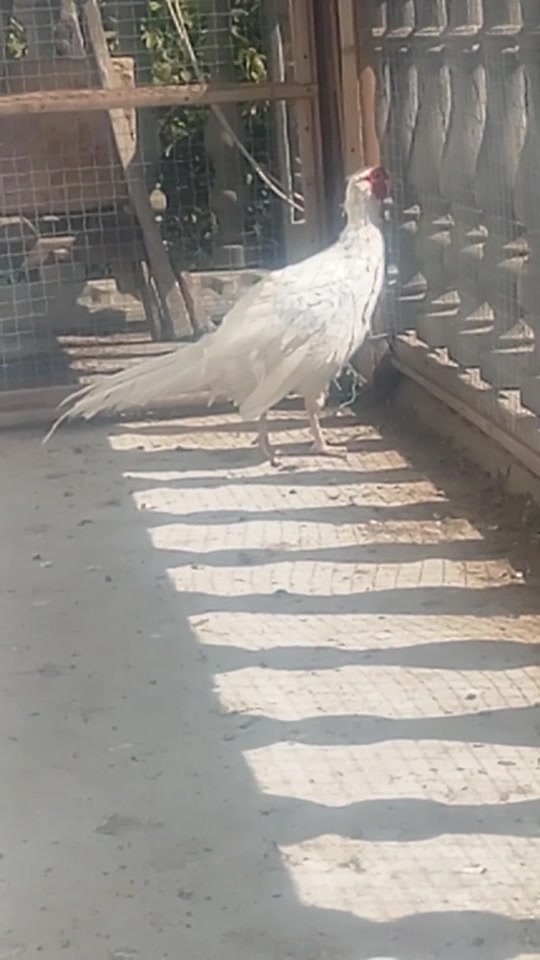 人工养殖的白色品种山鸡