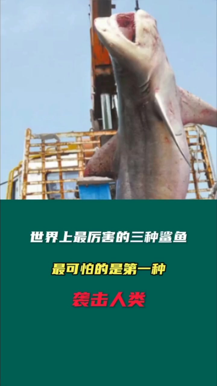 世界上三大恐怖鲨鱼 