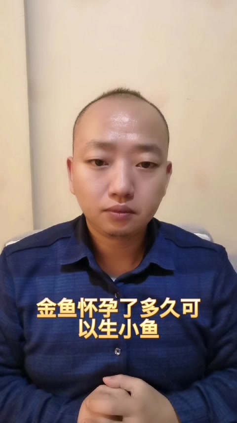 金鱼怀孕了多久可以生小鱼