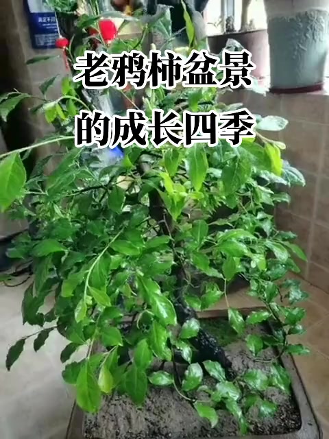 柿子树一年四季的生长过程  