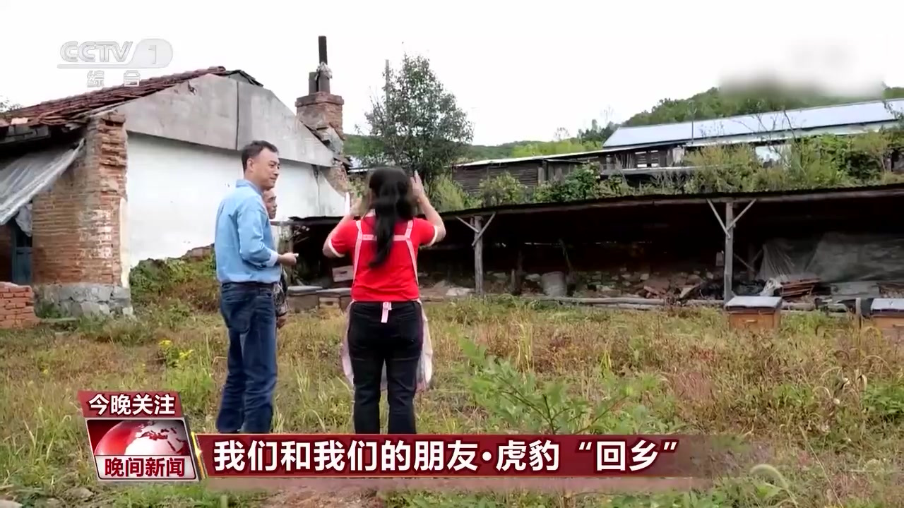 【每只东北虎需100到400平方公里领地】2017年8月,我国启动了东北虎豹国家公园试点,