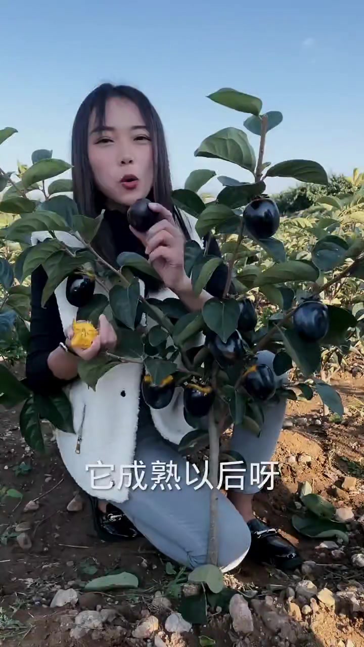 巧克力柿子苗,黑柿子树苗