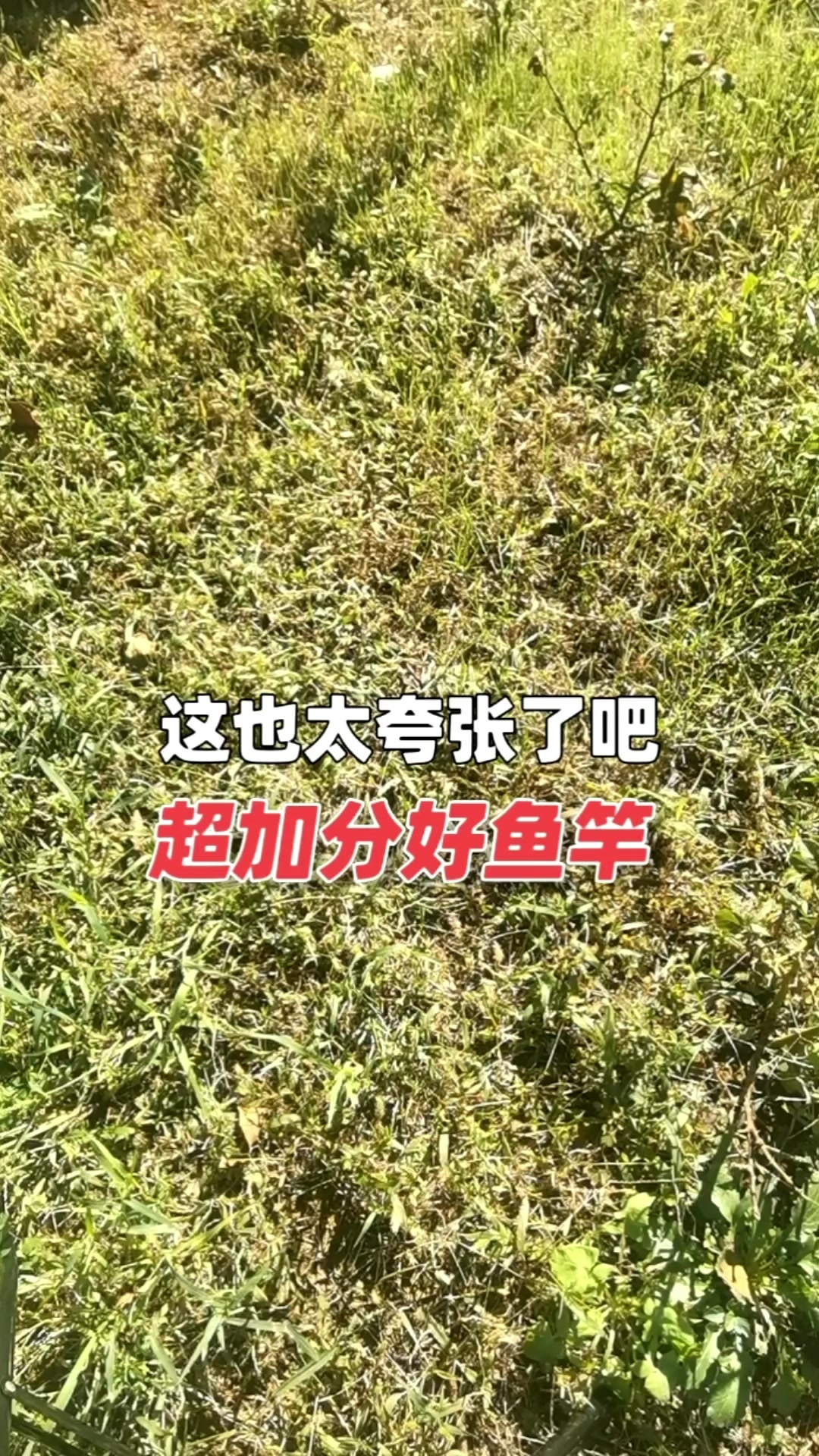 竟鹤本流超加分好鱼竿!超轻超细,竿身硬挺狂甩不断
