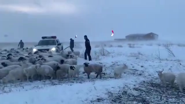 图片连日来,内蒙古呼伦贝尔多地出现暴风雪天气,最低气温骤降至-17℃,10月15日13时许