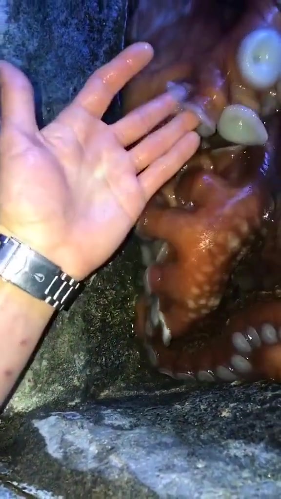 章鱼吸盘里有牙齿吗?
