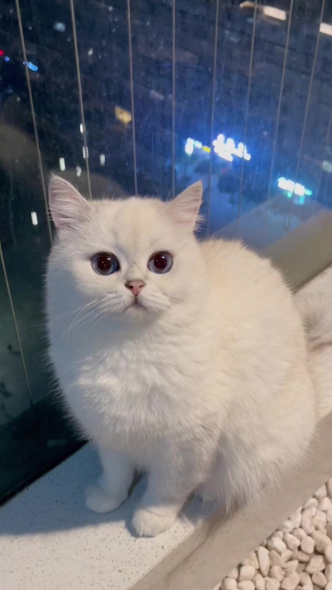 猫咪汉堡一口一个