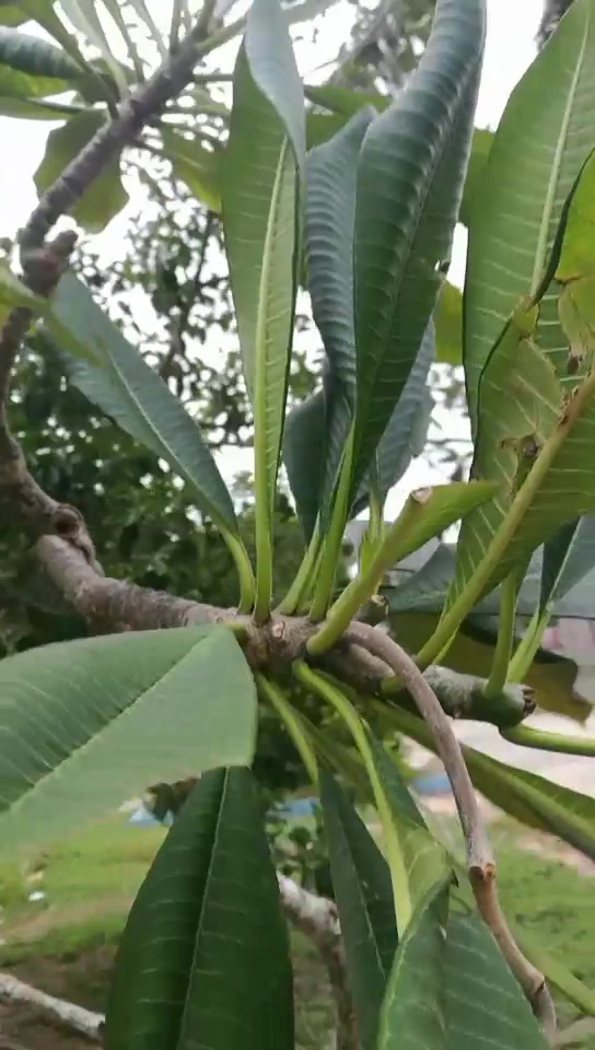 鸡蛋花树上长“牛角”,这果子可以吃吗?