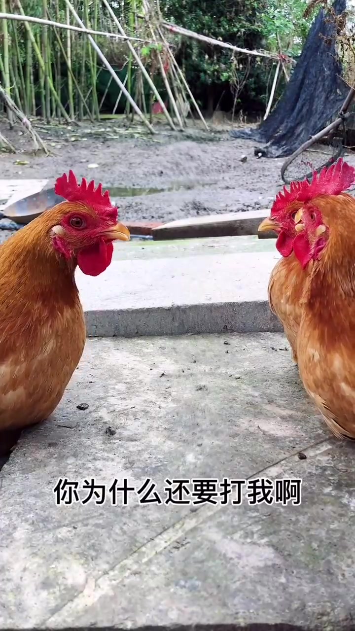 时代变了,母鸡都开始为公鸡争风吃醋了,瞬间长见识了