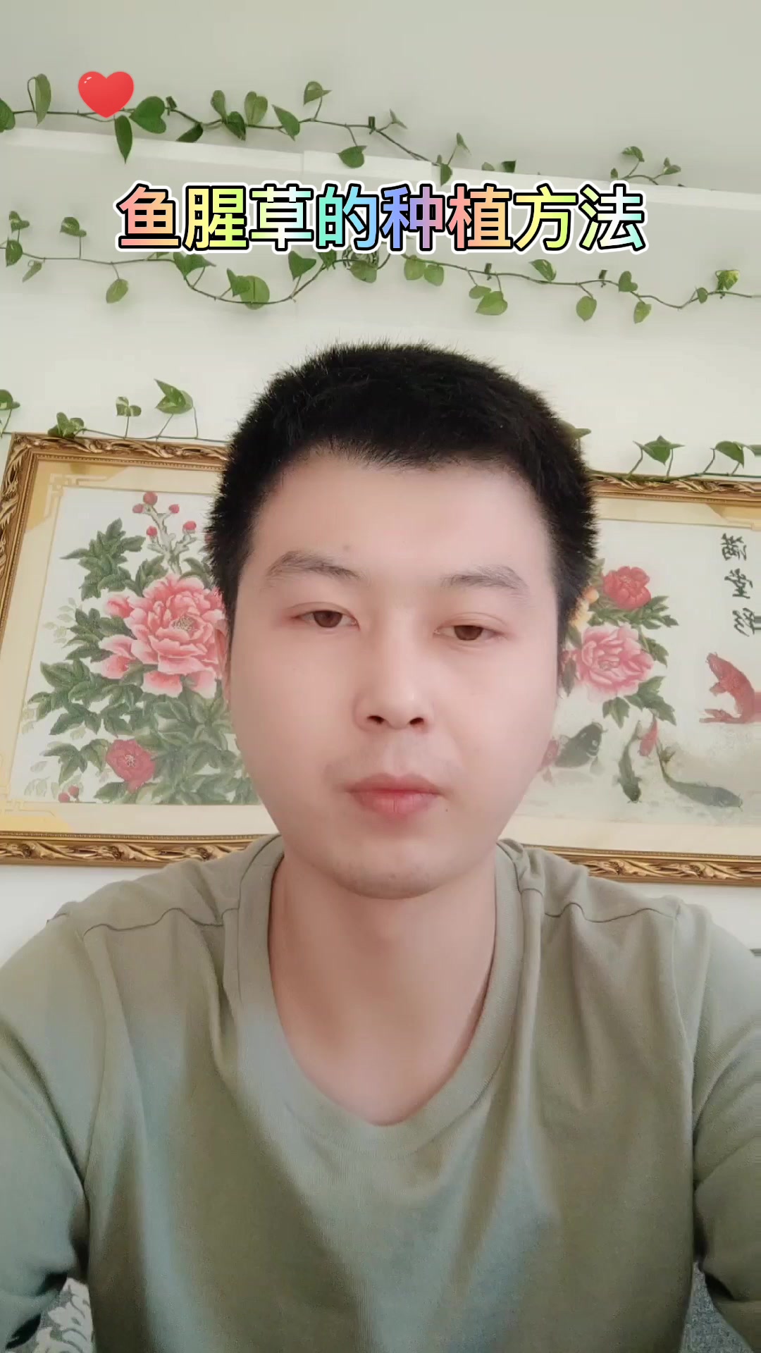 鱼腥草的种植方法