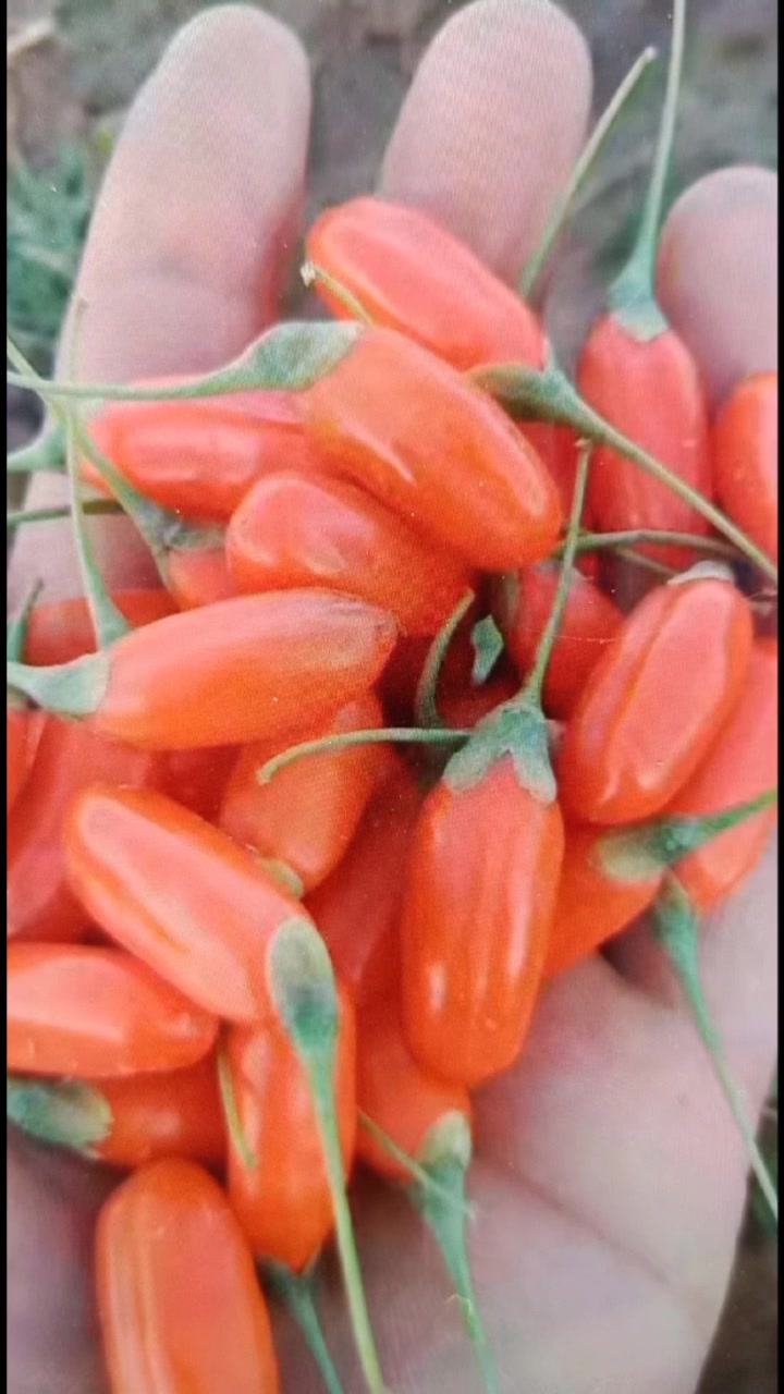 小时侯的茨园子,茨园子鸡,果子的养身之道。