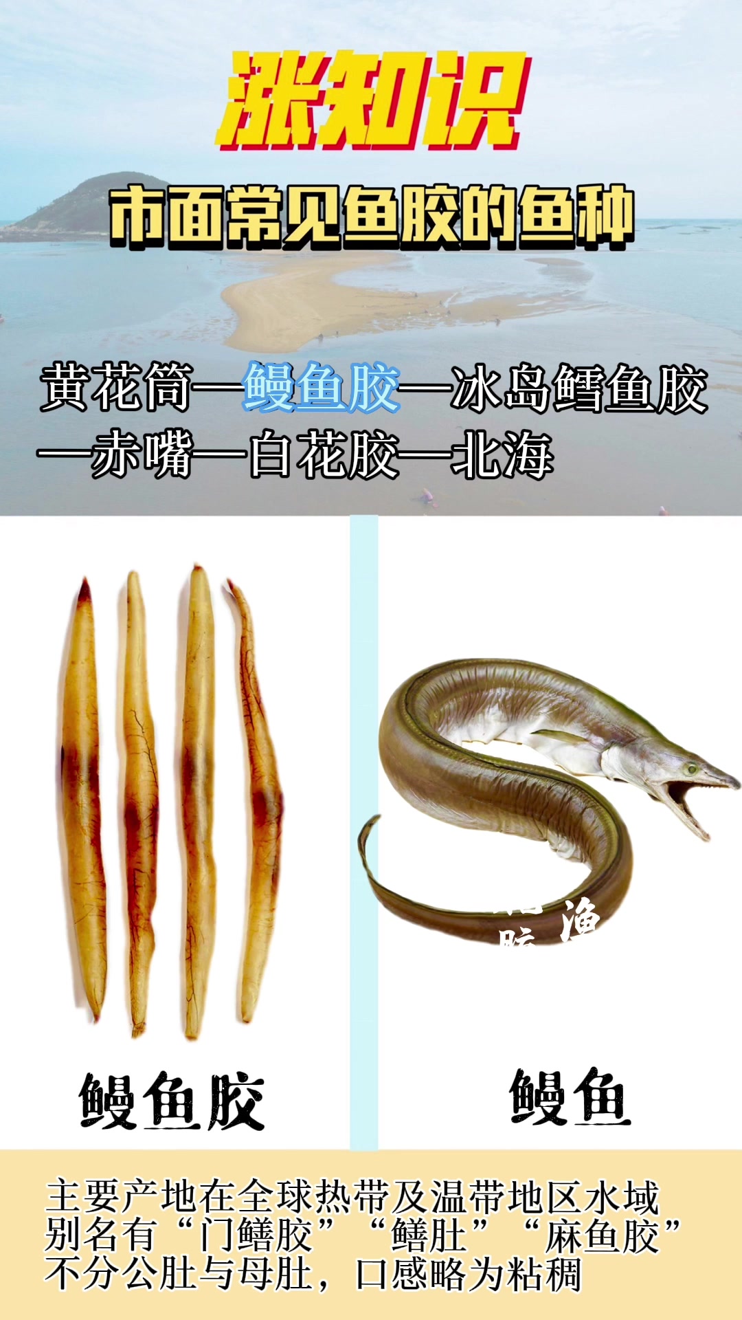 常见的几种鱼胶  我猜很多人都没见过这些鱼种 你都见过吗?