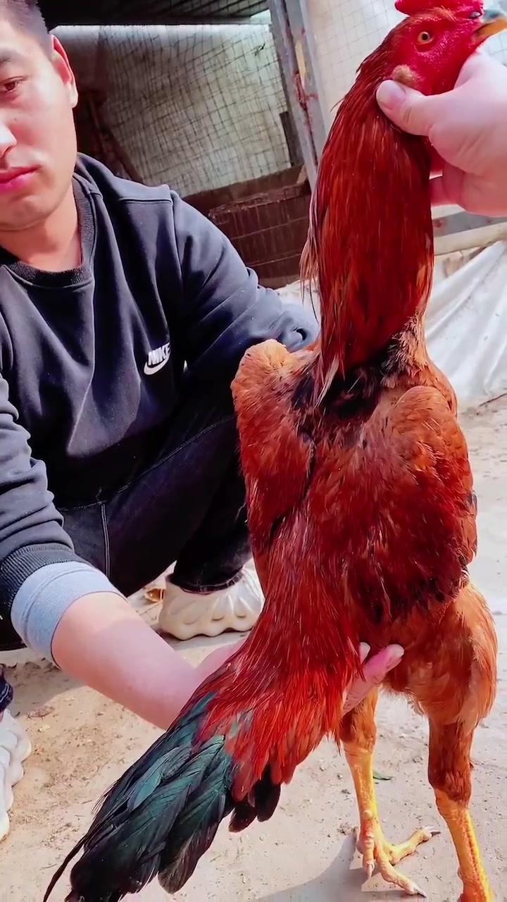 火烧毛斗鸡养殖他来了