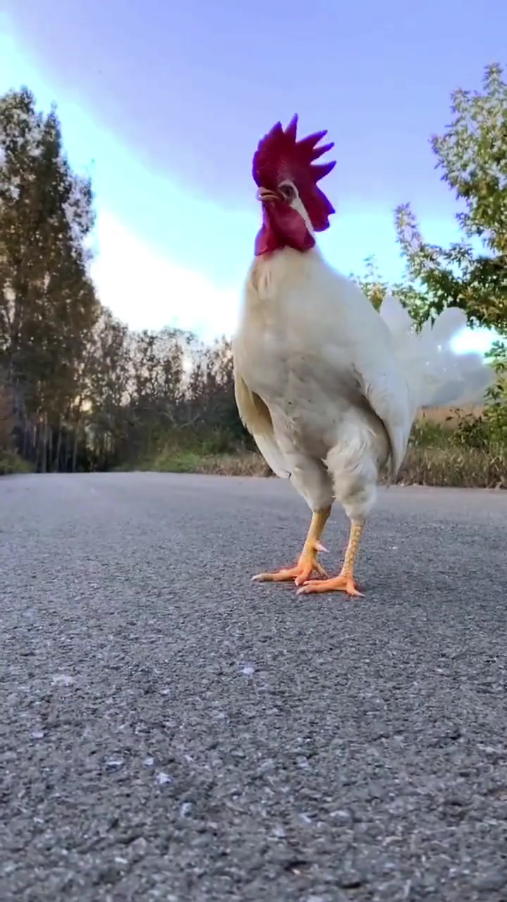 大公鸡也开始学踢足球了,铆足了劲,有这潜力