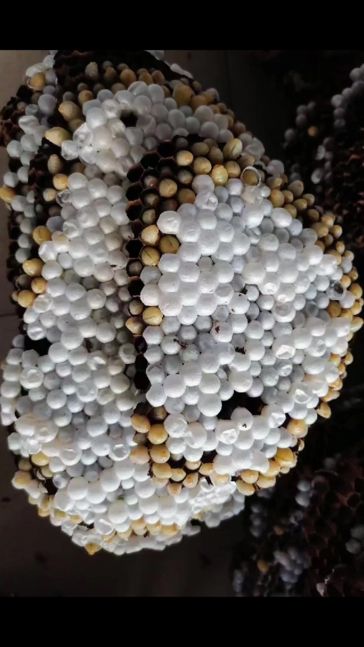 扁山广西竹虫竹笋虫蜂蛹养殖方法 #竹虫养殖 #蜂蛹