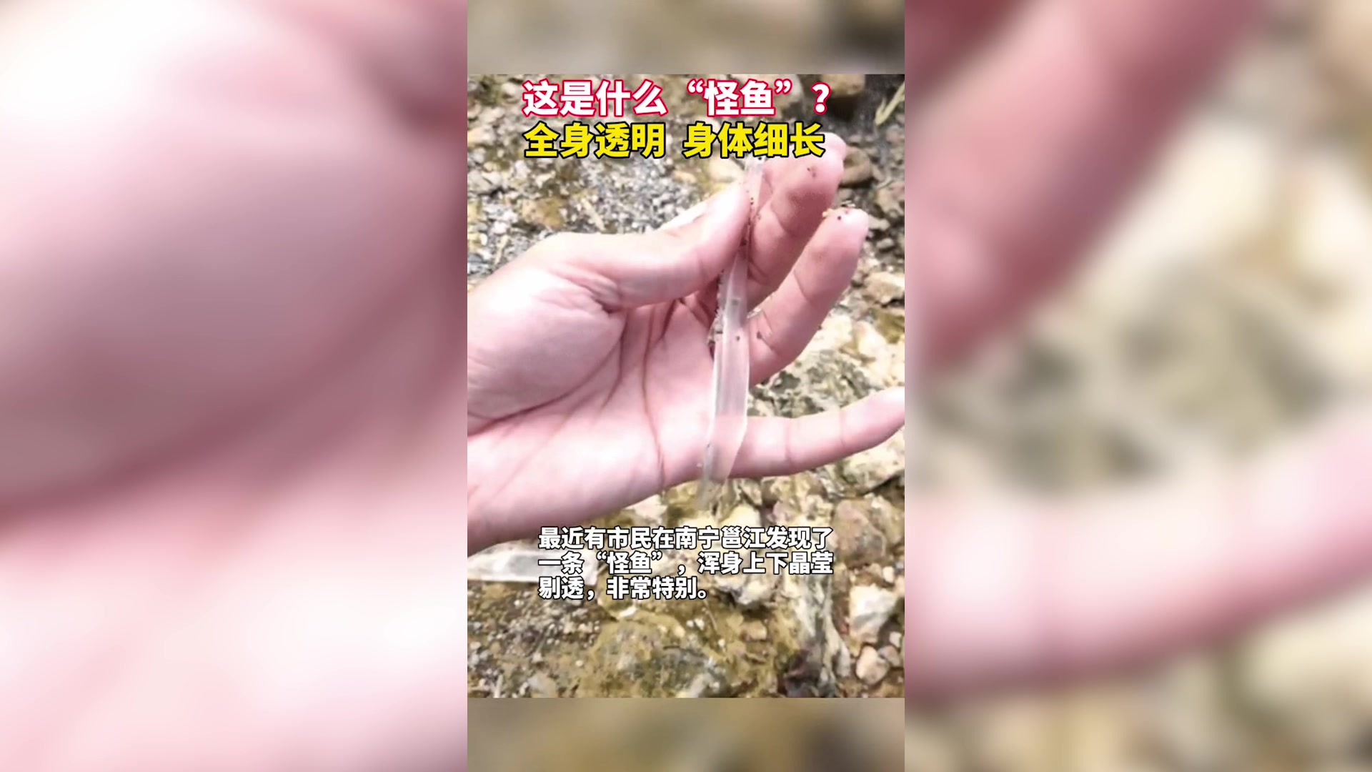 这是什么“怪鱼”?全身透明,身体细长