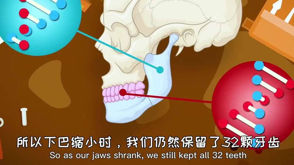由于人类早期的食物都很难咀嚼,在人类进化过程中,随着食物逐渐变成较软的熟食,人类下巴的工作