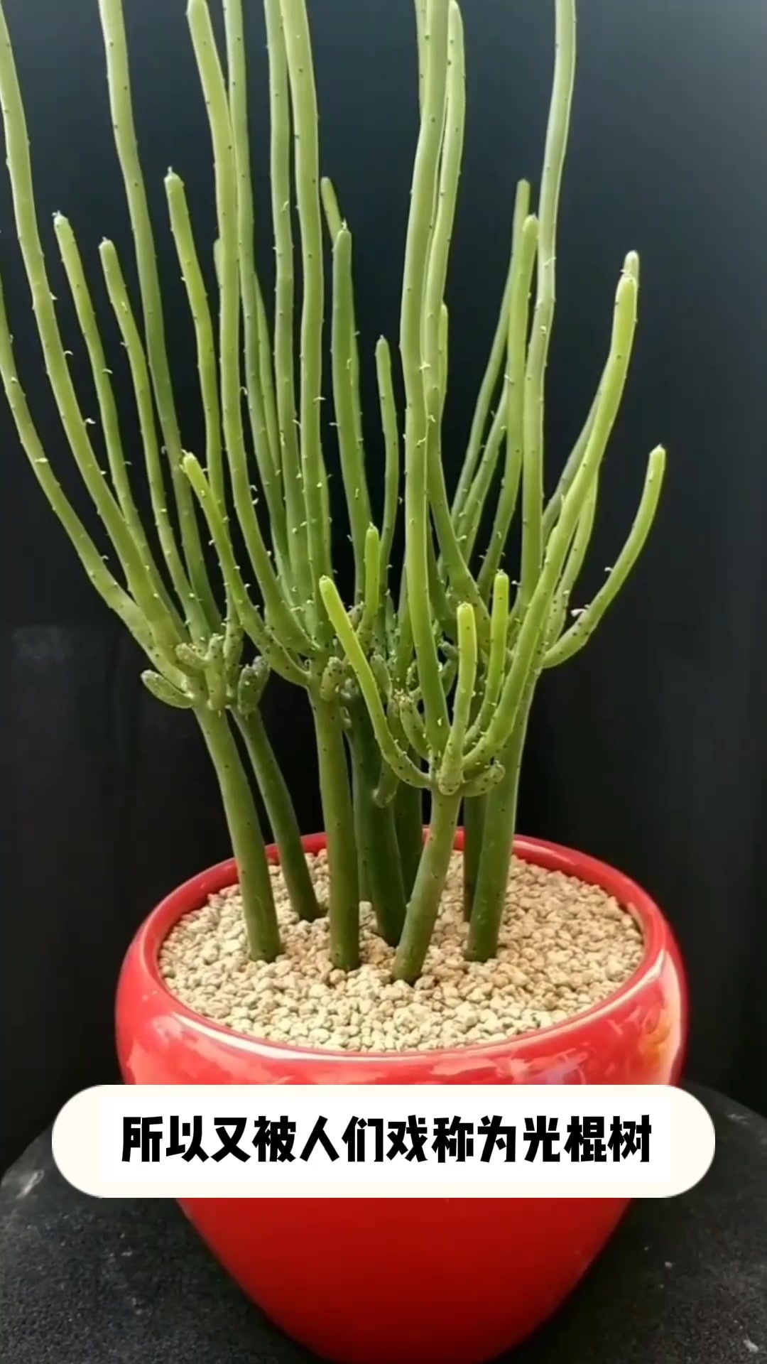 多肉:绿珊瑚的小知识