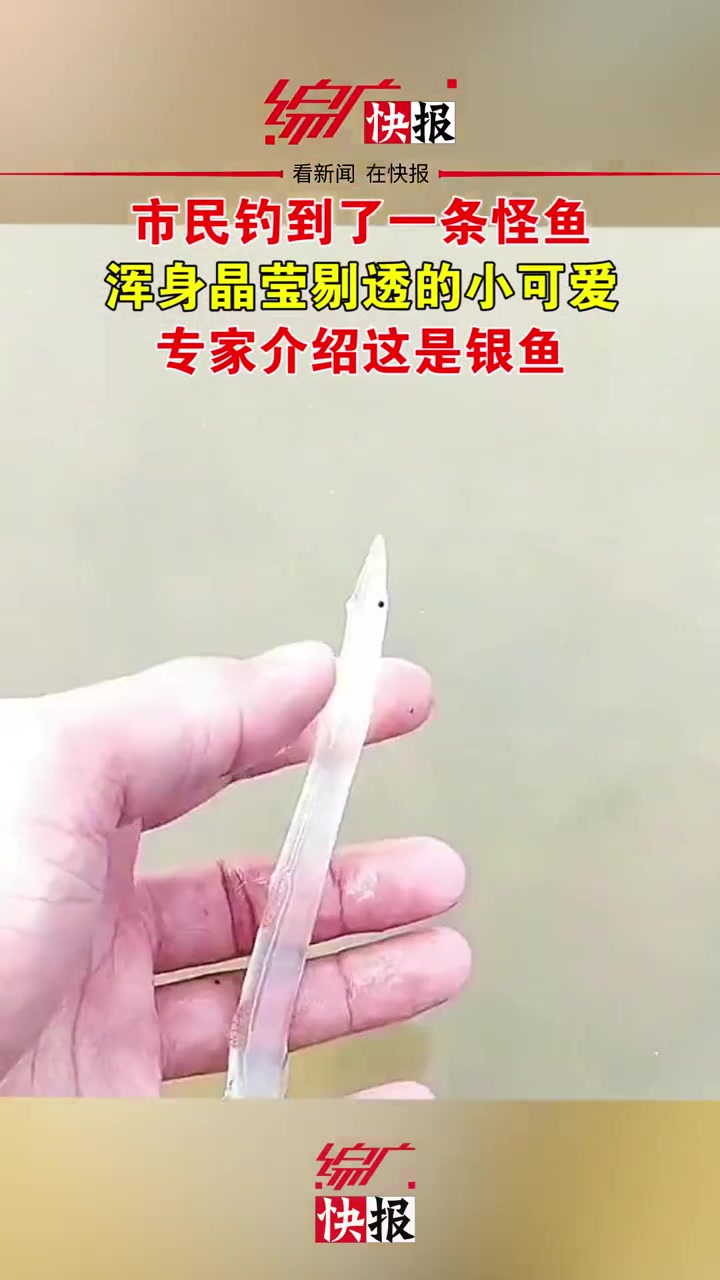 市民钓上“玻璃鱼”浑身上下晶莹剔透,专家介绍这是银鱼 晶莹剔透 玻璃鱼 神奇大自然
