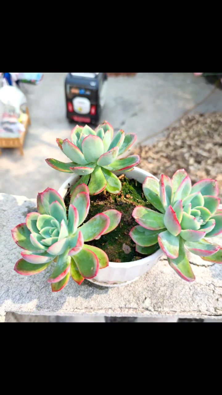 多肉植物,好看又好养的多肉,莎莎女王