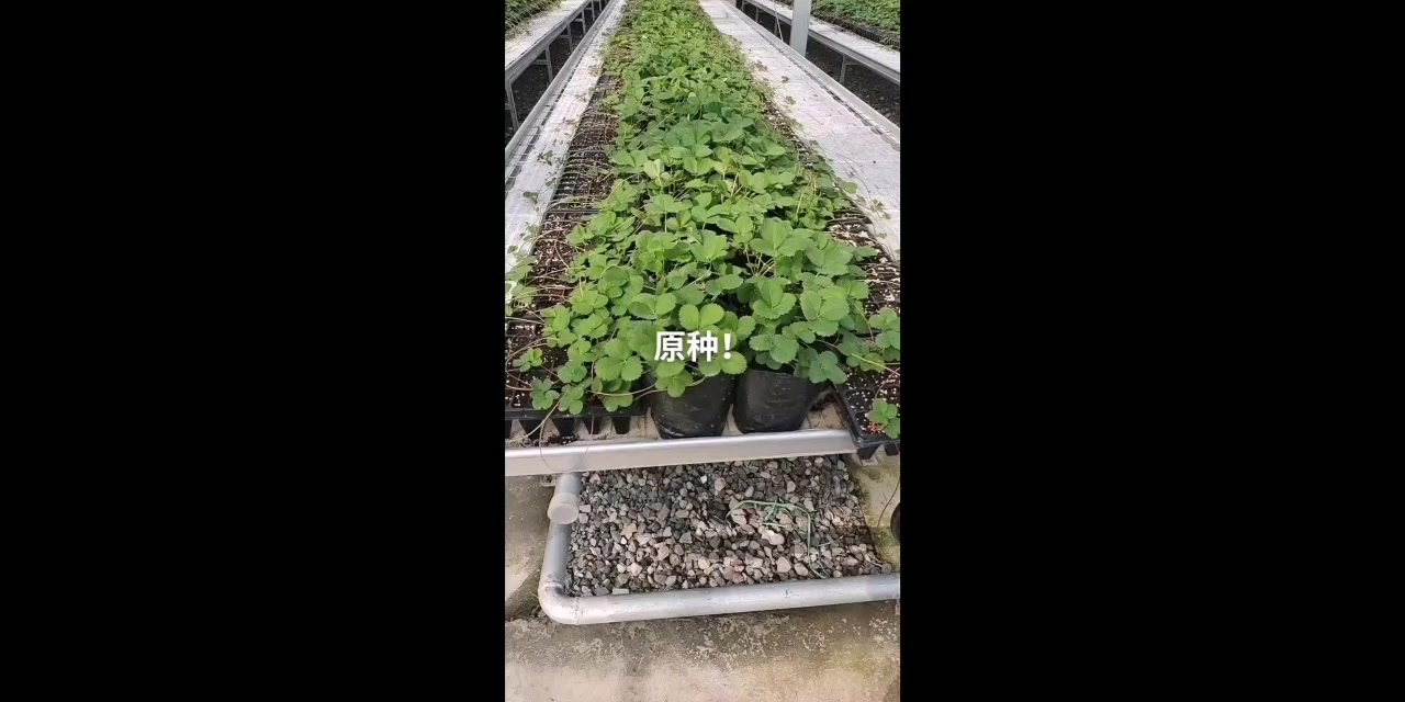 脱毒草莓苗育苗基地,草莓苗种苗批发