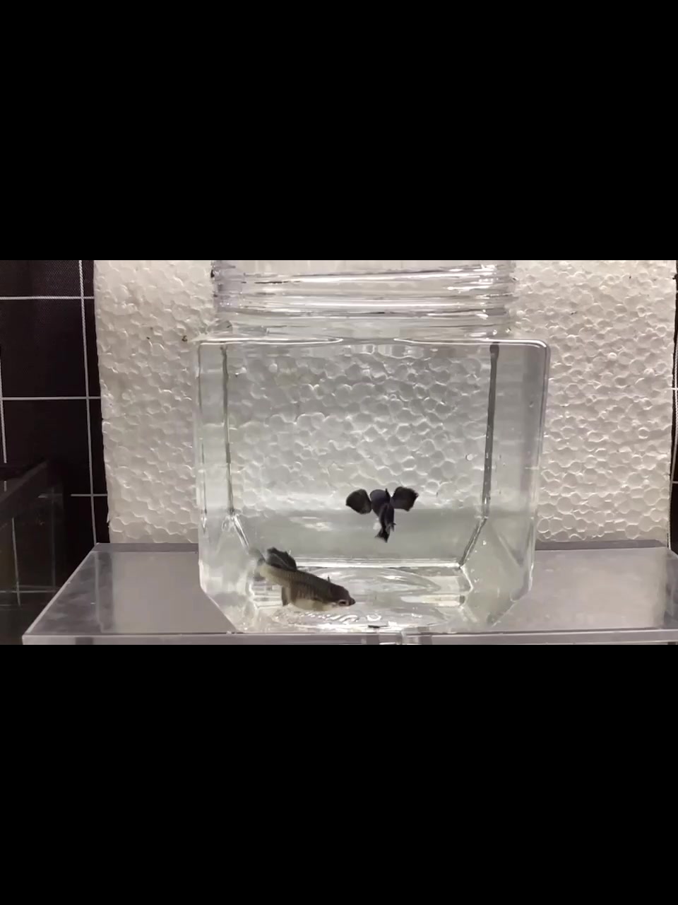 小熊猫大耳孔雀鱼