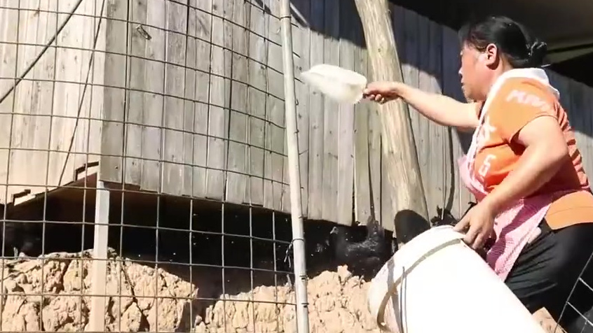 【乌鸡还有从内黑到外的 还很美味滋补哦】在贵州赤水,有一种赤水乌骨鸡,外形与普通的鸡十分相