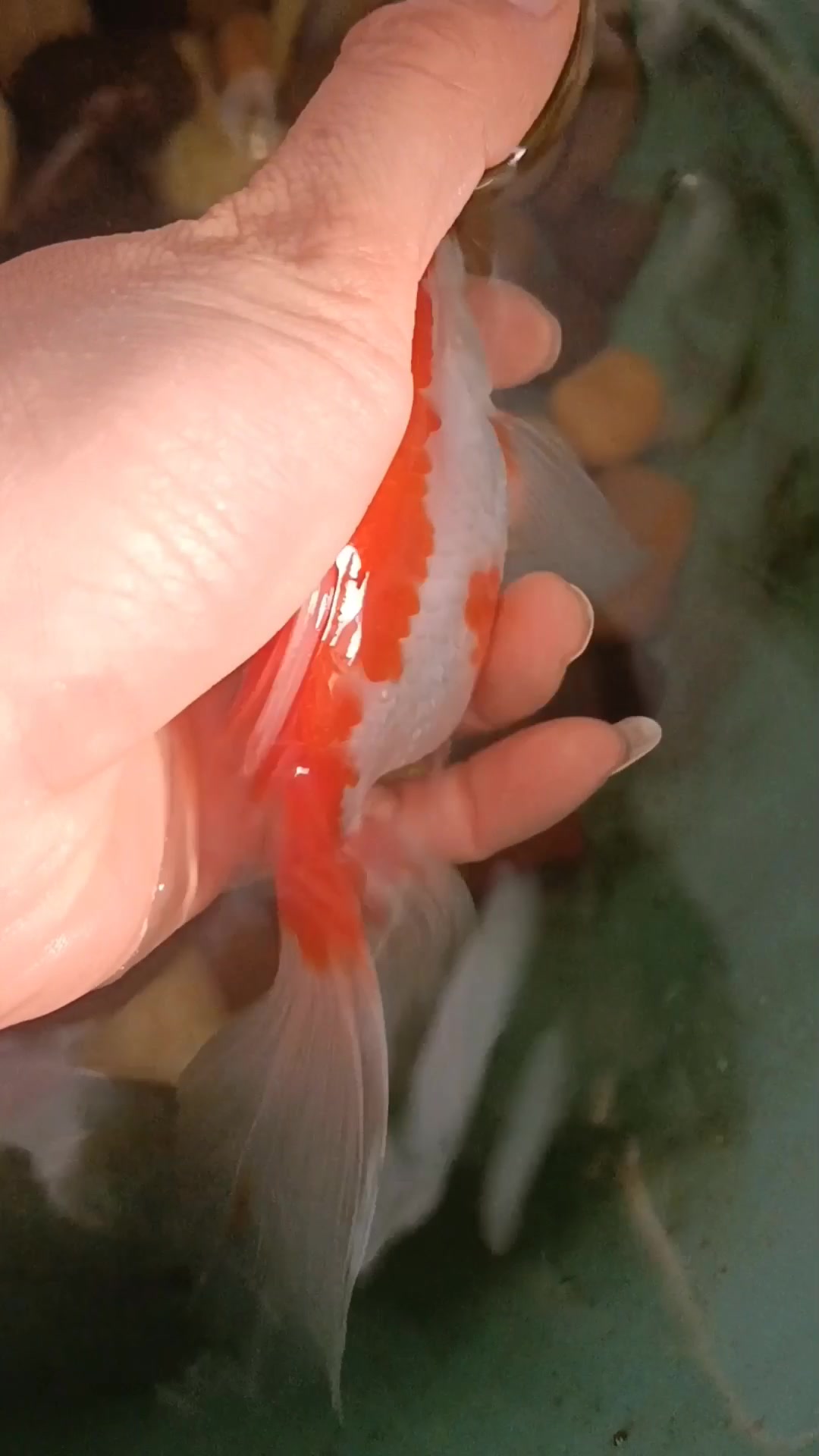 炸鳞的鱼痊愈了,发现早好治疗