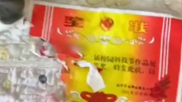 【女孩奖状刚拿回家就被二哈撕碎,妈妈:孩子大哭,二哈越打越兴奋】10月29日,陕西汉中,一