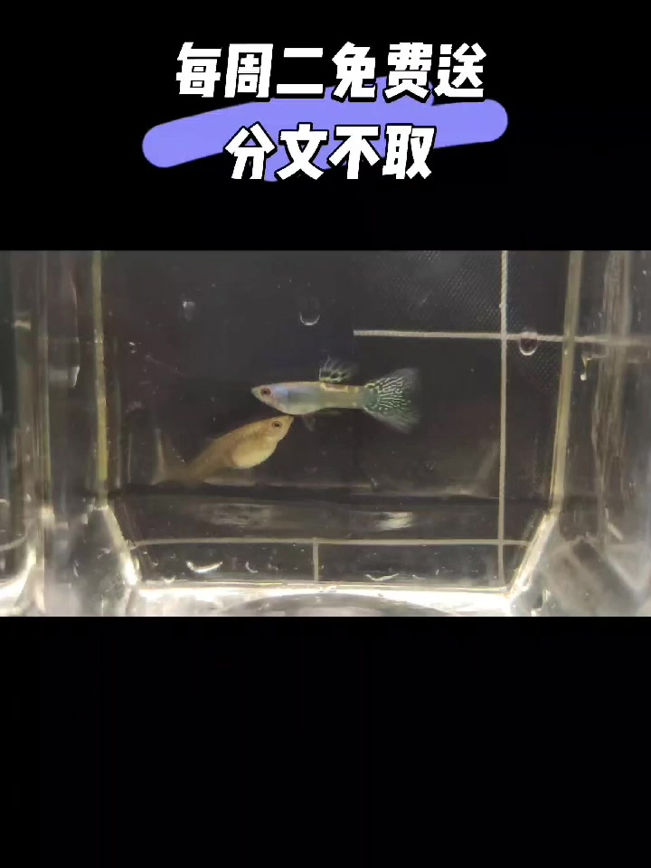 每周二福利免费送孔雀鱼