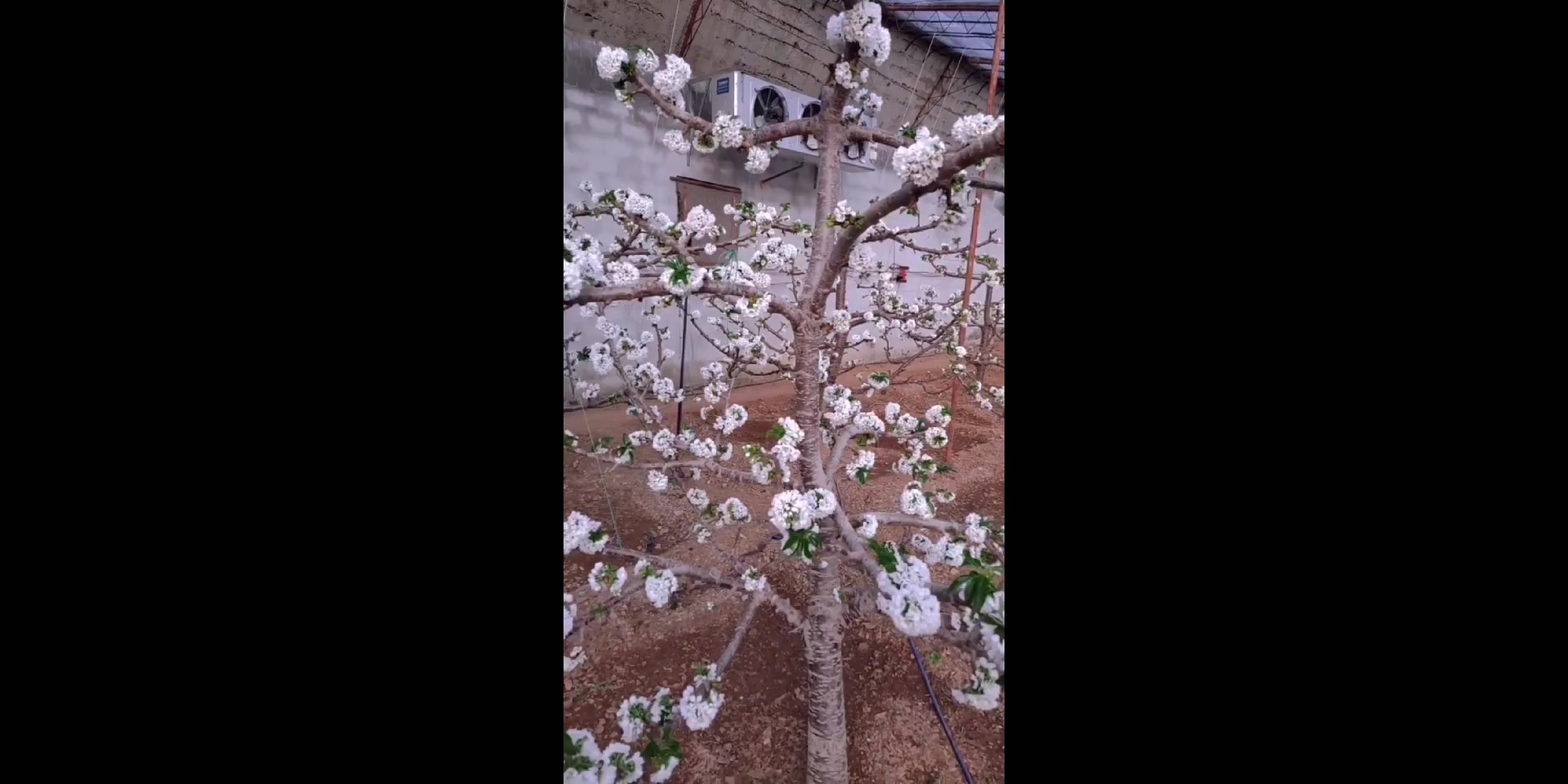 吉塞拉矮化车厘子大樱桃苗育苗基地,大樱桃树苗