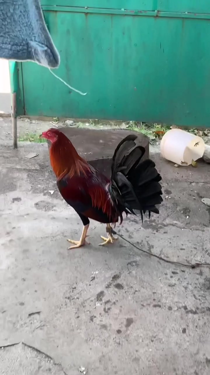 菲律宾斗鸡与泰国鸡