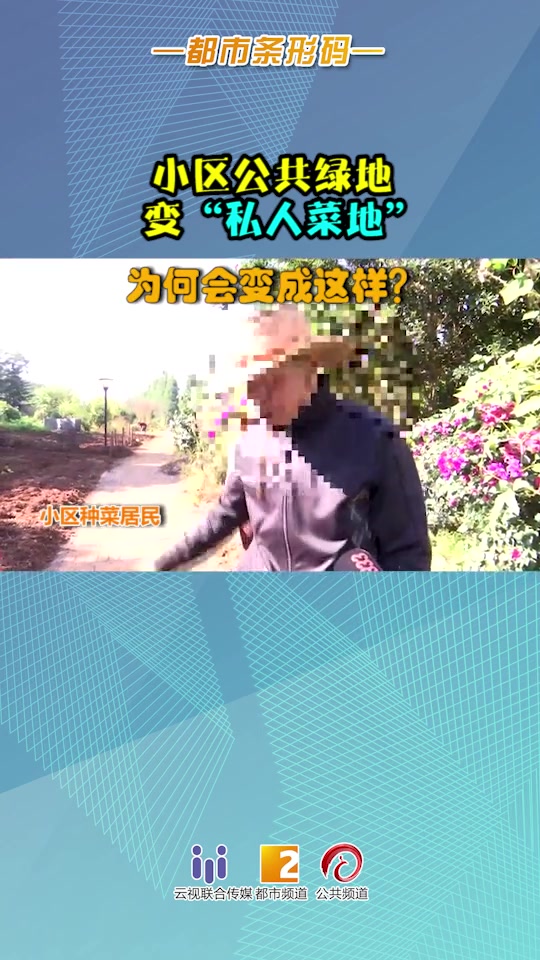 你以为这是乡村私家菜园?并不!这是我家小区的公共绿地……昆明