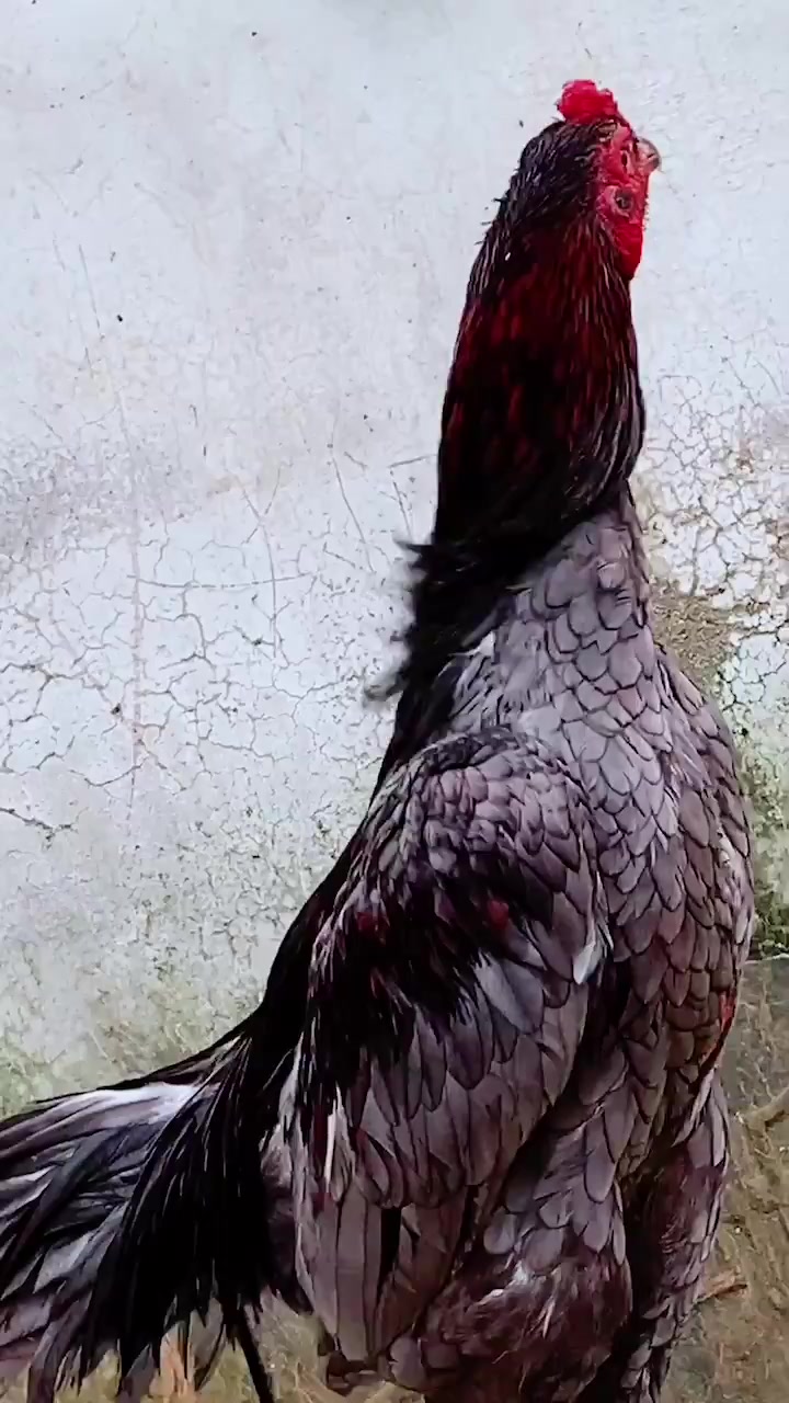 纯种斗鸡可打可做种的一只