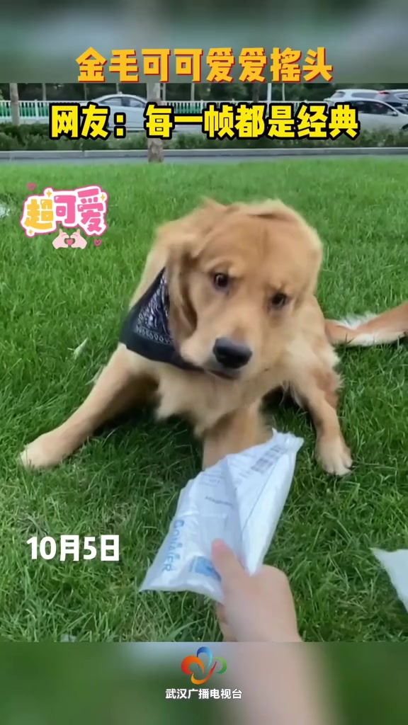 可爱萌宠摇头表情包