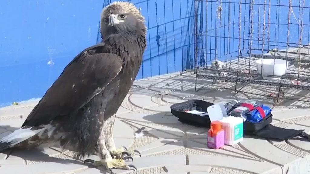 【猛禽出没!草原民警救助国家一级保护动物金雕】你知道金雕吗?近日,内蒙古乌拉特中旗川井边境