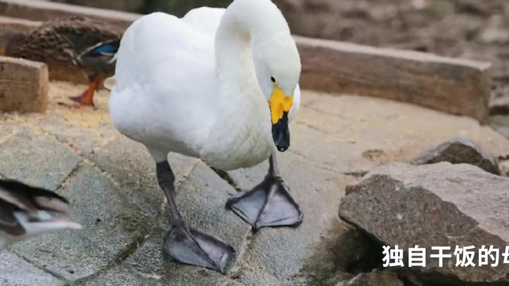 【上海动物园的公天鹅出轨了:找到新欢小天鹅,不再与原本的母鹅结对】今年3月开始的天鹅繁殖期